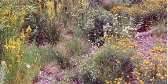 Indigenous planting 