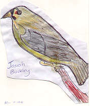 Bell Miner (Bellbird) by Jasiah Buckley