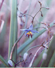 black flax lily flowers