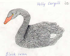 Black Swan by Holly Cargill