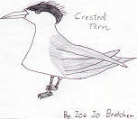 Crested Tern by Zoe Jo Bratchen