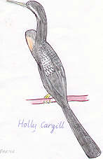 Darter by Holly Cargill