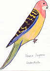 Eastern Rosella by Vesna Jugovic