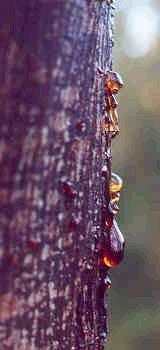 wattle gum