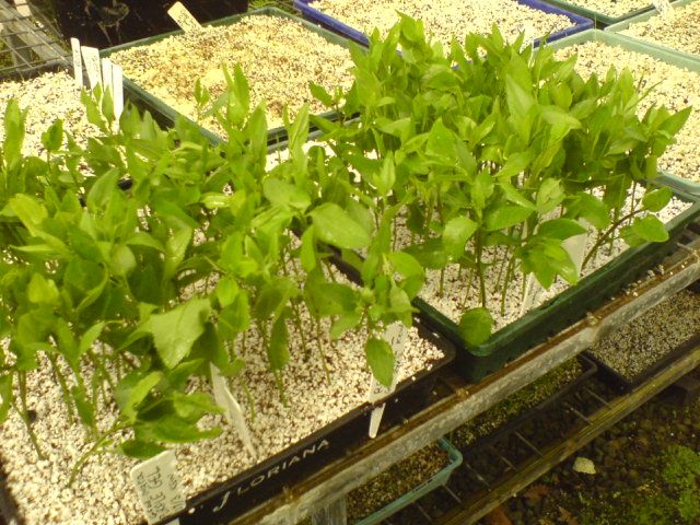 cuttings after planting