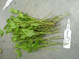 cuttings untreated