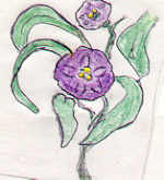 Kangaroo Apple