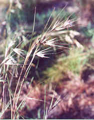 Kangaroo Grass