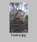 Kookaburra atop the Cairn