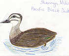 Pacific Black Duck by Shannyn Mills