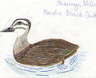 Pacific Black Duck