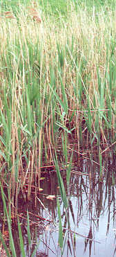 Common Reed