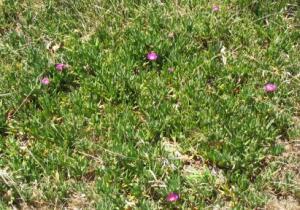 Massed Pigface