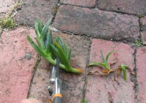 Cutting Pigface runner
