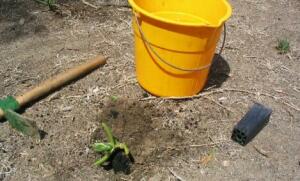 Planting Pigface
