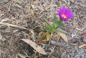 Pigface after 1 month in late spring