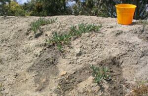 Pigface in dry area