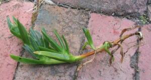 Pigface runner