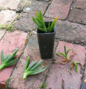 Planting Pigface