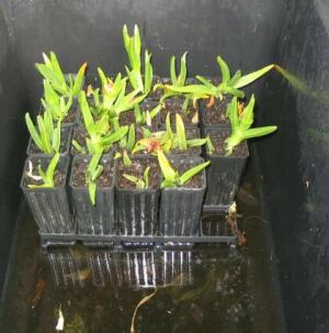 Pigface tubes in water