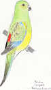 Red-rumped parrot by Sadira Campbell