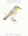 Grey-breasted Silvereye