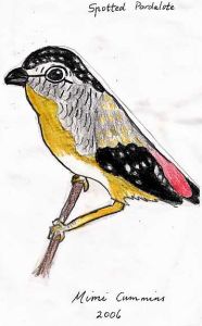 Spotted Pardalote by Mimi Cummins