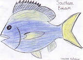 Southern Bream by Louisa Kitchin