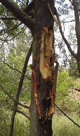 A black wattle ripped by Yellow tailed black cockatoo in search of a grub.