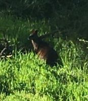 Wallaby - 22/8/2022