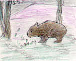 Wombat