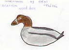 Australian wood duck by Eleni Spiliotis
