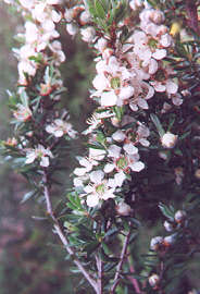 Close-up Woolly Tea Tree