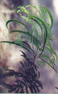 transitional lightwood leaves