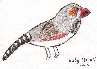 Zebra Finch (male) by Ruby Mansell