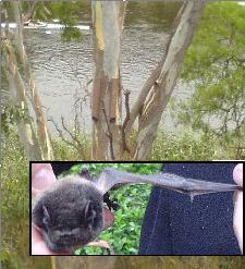 GOULD'S WATTLED BAT  Chalinolobus gouldii