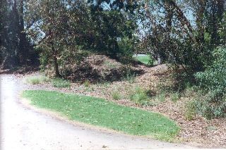 A 'lawn' of kikuyu grass outside the gallery entrance