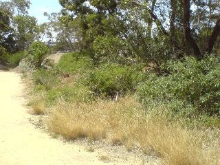 is turned into an area of native grasses, flowers and shrubs