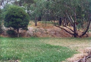 A 'lawn' of kikuyu grass outside the gallery