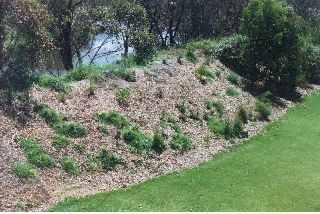 A levee bank after planting with natives