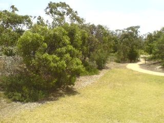 A grassland of native grasses and wildflowers