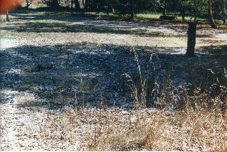  The ground is covered sparsely with exotic weeds