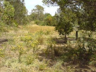 weeds are replaced with native species