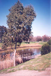 A lone river red gum and a few shrubs on a 'lawn' of exotic weeds