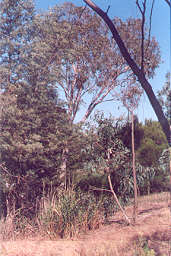 A woodland of river red gum and native grasses