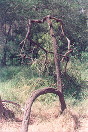 Cape Ivy is removed, revealing a native lightwood tree