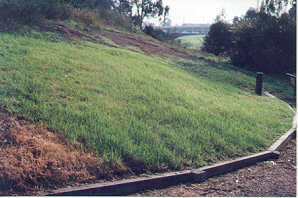 A 'lawn' of non-native grass