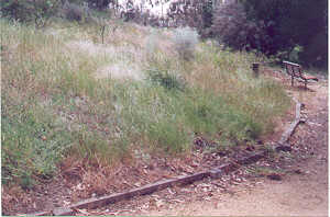 A grassland of native grasses and wildflowers