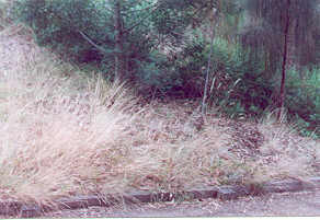 drooping sheoke, lightwood, and sweet bursaria, with an indigenous understory