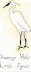 Little Egret by Shannyn Mills